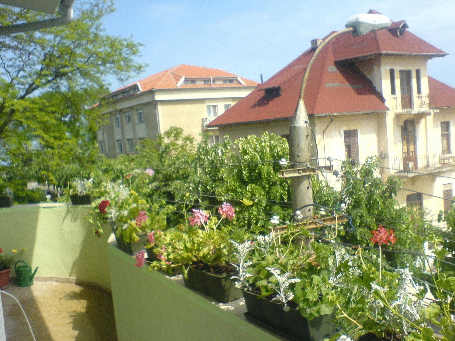 Paradox Movila Bed & Breakfast